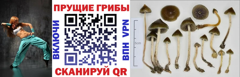 продажа наркотиков Ялуторовск Псилоцибиновые грибы MAGIC MUSHROOMS